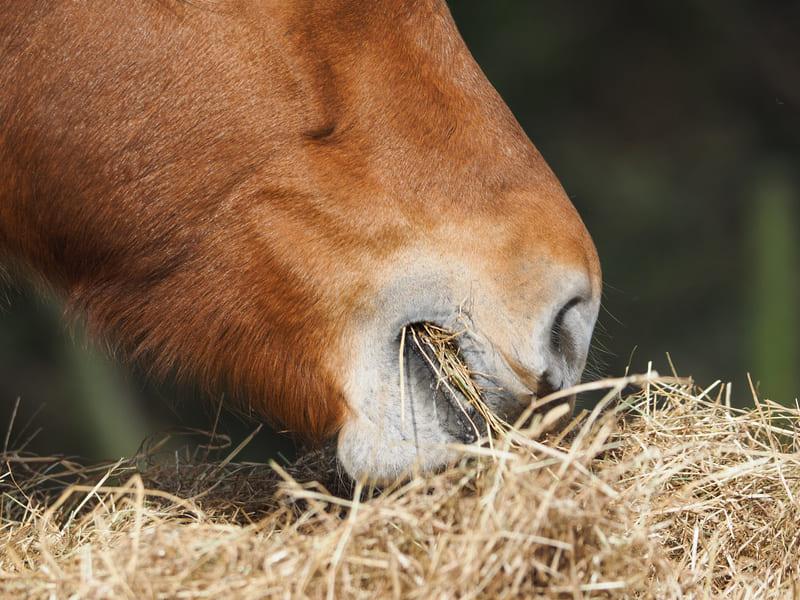 koń jedzący sianokiszonkę